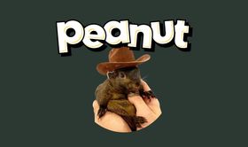 Peanut the Squirrel token on Solana